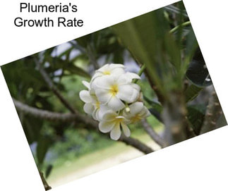 Plumeria\'s Growth Rate