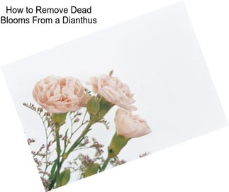 How to Remove Dead Blooms From a Dianthus