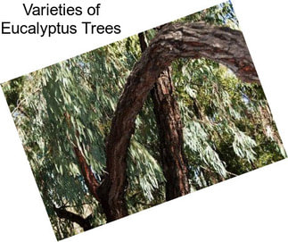 Varieties of Eucalyptus Trees