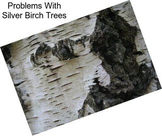 Problems With Silver Birch Trees