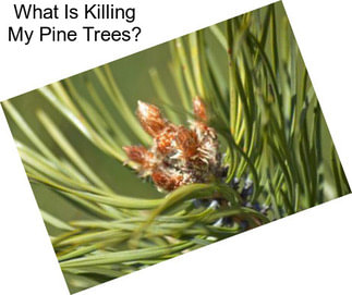What Is Killing My Pine Trees?