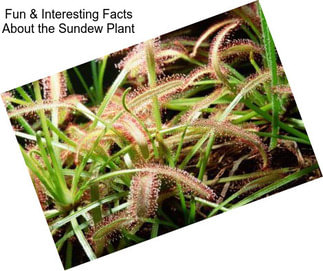 Fun & Interesting Facts About the Sundew Plant