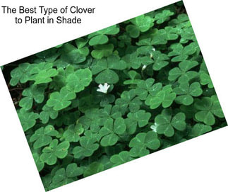 The Best Type of Clover to Plant in Shade