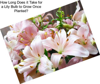 How Long Does it Take for a Lily Bulb to Grow Once Planted?