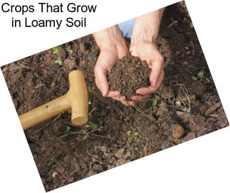 Crops That Grow in Loamy Soil