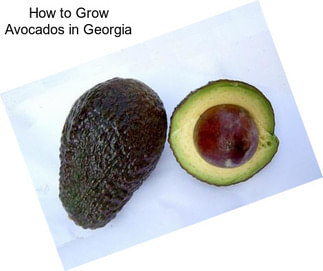 How to Grow Avocados in Georgia