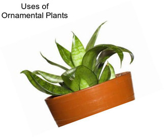 Uses of Ornamental Plants