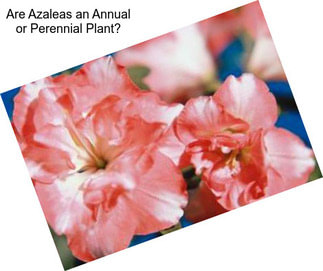 Are Azaleas an Annual or Perennial Plant?