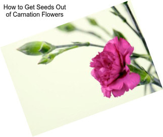 How to Get Seeds Out of Carnation Flowers