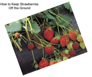 How to Keep Strawberries Off the Ground