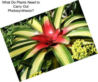 What Do Plants Need to Carry Out Photosynthesis?
