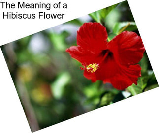 The Meaning of a Hibiscus Flower