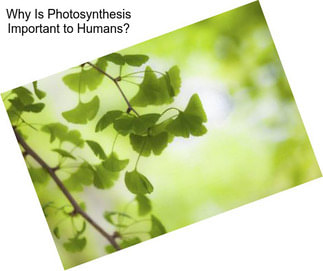 Why Is Photosynthesis Important to Humans?
