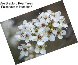 Are Bradford Pear Trees Poisonous to Humans?