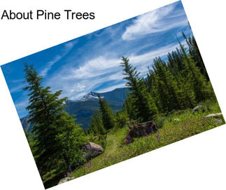About Pine Trees
