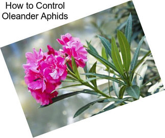 How to Control Oleander Aphids