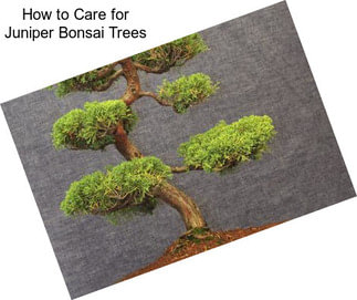 How to Care for Juniper Bonsai Trees