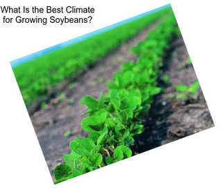 What Is the Best Climate for Growing Soybeans?