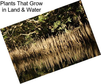Plants That Grow in Land & Water
