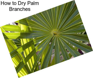 How to Dry Palm Branches