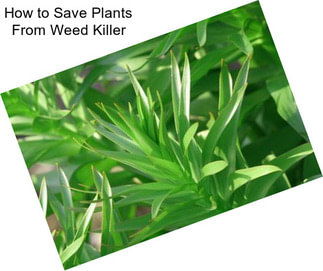 How to Save Plants From Weed Killer