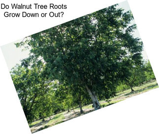 Do Walnut Tree Roots Grow Down or Out?