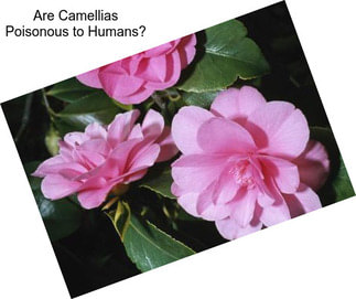 Are Camellias Poisonous to Humans?