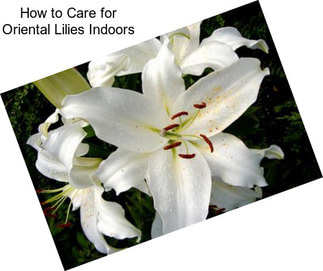 How to Care for Oriental Lilies Indoors