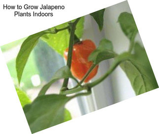 How to Grow Jalapeno Plants Indoors