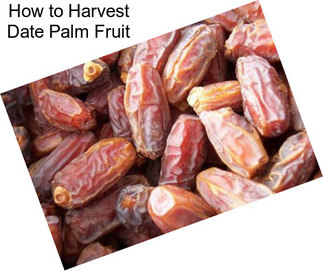 How to Harvest Date Palm Fruit