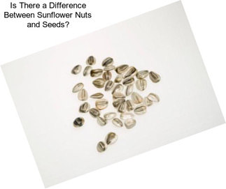 Is There a Difference Between Sunflower Nuts and Seeds?