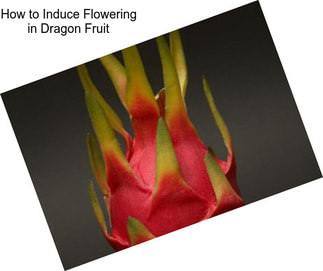 How to Induce Flowering in Dragon Fruit