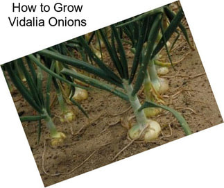 How to Grow Vidalia Onions