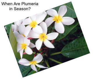 When Are Plumeria in Season?