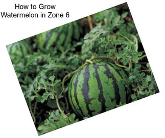 How to Grow Watermelon in Zone 6