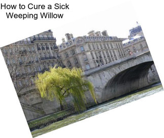 How to Cure a Sick Weeping Willow