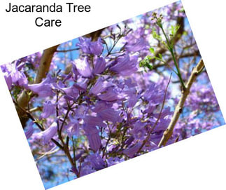 Jacaranda Tree Care