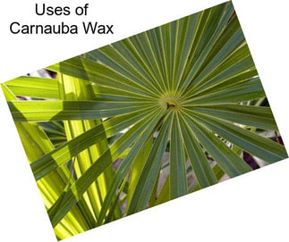 Uses of Carnauba Wax