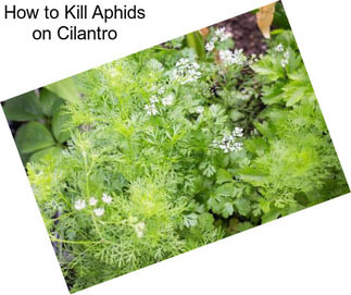 How to Kill Aphids on Cilantro