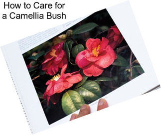 How to Care for a Camellia Bush