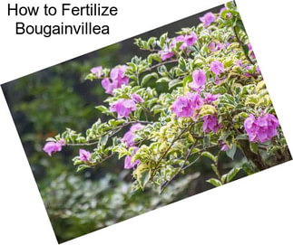 How to Fertilize Bougainvillea