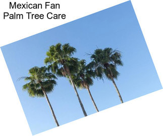 Mexican Fan Palm Tree Care