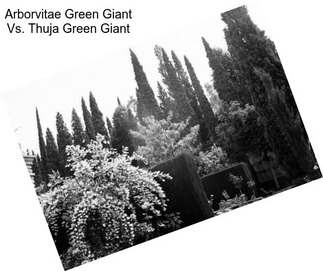 Arborvitae Green Giant Vs. Thuja Green Giant