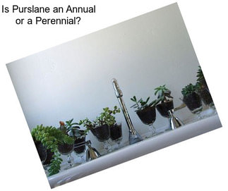 Is Purslane an Annual or a Perennial?