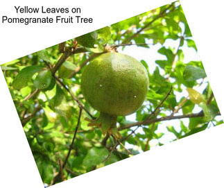 Yellow Leaves on Pomegranate Fruit Tree