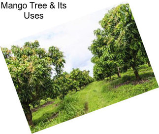Mango Tree & Its Uses