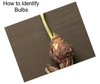 How to Identify Bulbs