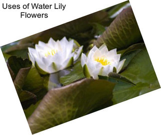 Uses of Water Lily Flowers