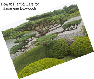 How to Plant & Care for Japanese Boxwoods