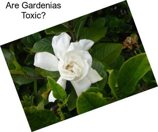 Are Gardenias Toxic?